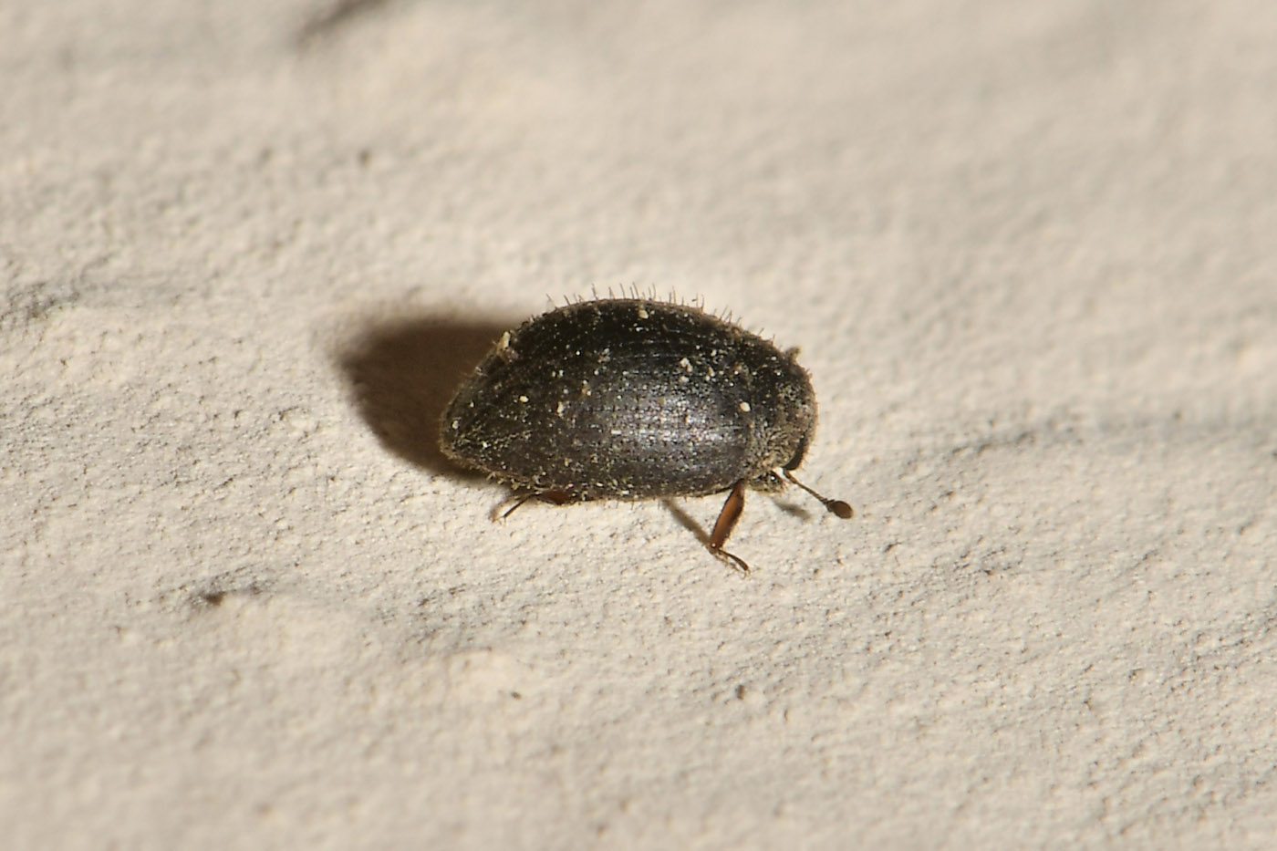 Byrrhidae: Curimopsis sp? S. C. aff. maritima